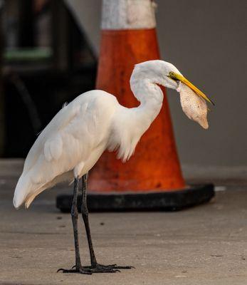 Even Egrets eat here...