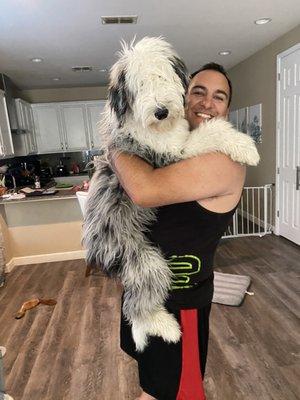 Before Photo (Yeti - Sheepadoodle)