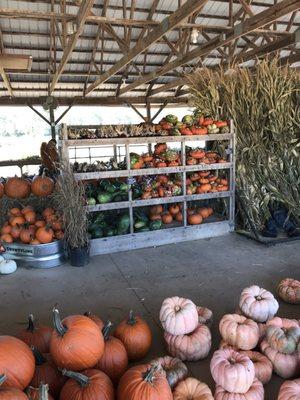 Part of pumpkin selection