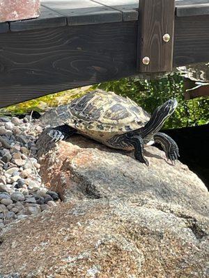 Banjo loves sunning herself next to the pond.