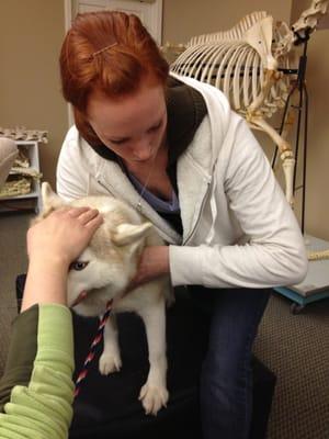 Canine Chiropractic