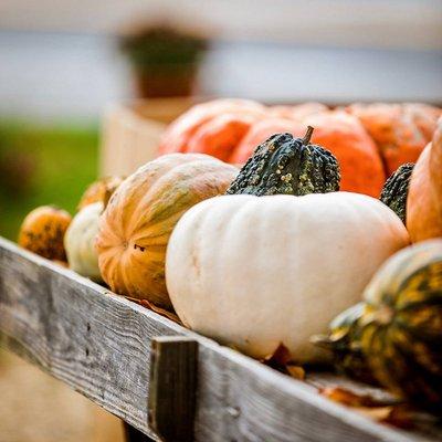 Great selection of heirlooms at Sullivan Farms Pumpkin Patch!