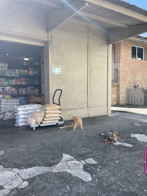 Shop cats out in front