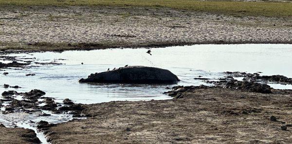 Hippo half submerged