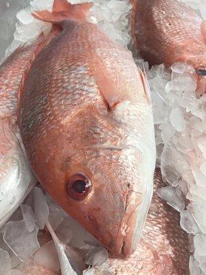 Fresh American Red Snapper !!