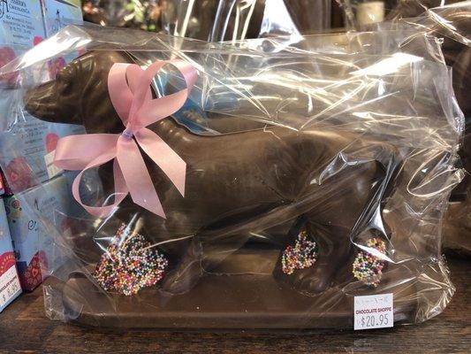 Chocolate Dachshund!