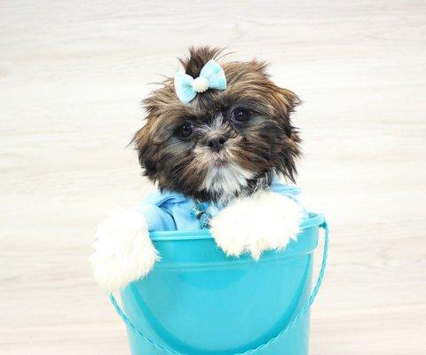 ShihTzu breeder in Las Vegas