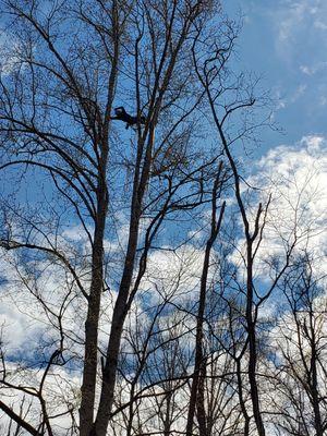 Tyson adding a cable between the Y of the Tulip Poplar over 80 feet in the air.