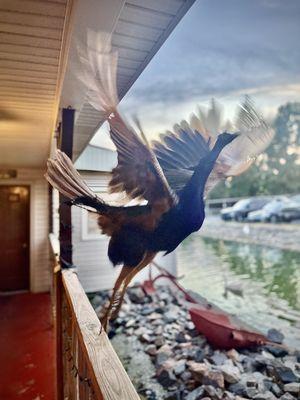 I'm no photographer, but I tried to catch him taking off from the handrails on the front porch.