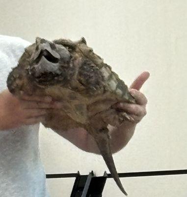 Alligator turtle from Wild things Conservation center