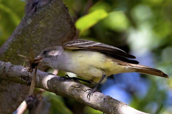 Ash-throated Flycatcher bashing his grasshopper lunch on the branch! :-o (Spring migration May 2023)