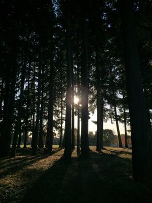 Lovely tall trees!