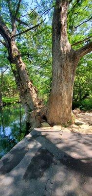 These trees are much bigger than they look