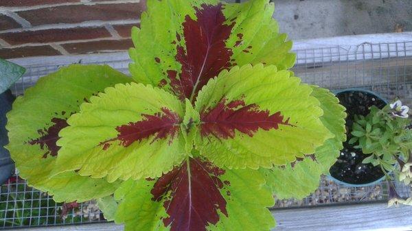 Coleus