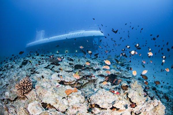 Spectacular marine life and vibrant reef