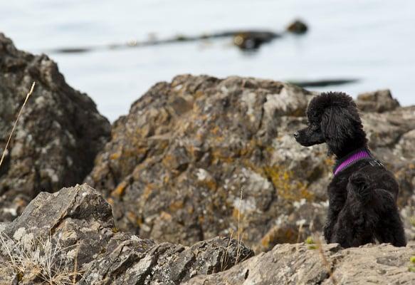 Taking it in at Lime Kiln Point park