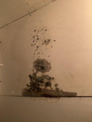 Black mold