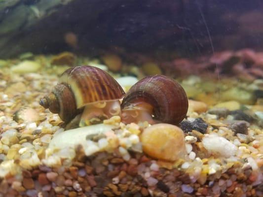 Snails in love!