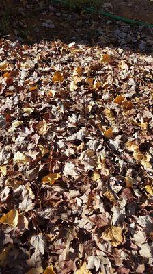 Maple, Popular, and Oak Leaves ready for composting