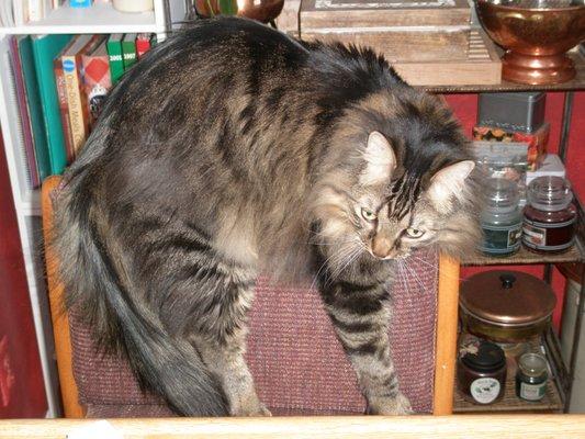 He loved 'hanging' on chair backs