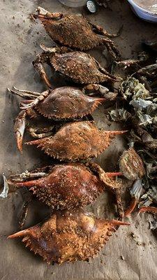 Ordered 1 dozen large females that were stated to be 6-7 inches large. I got a batch of mixed sizes with 4 1/2 inches of empty crabs.