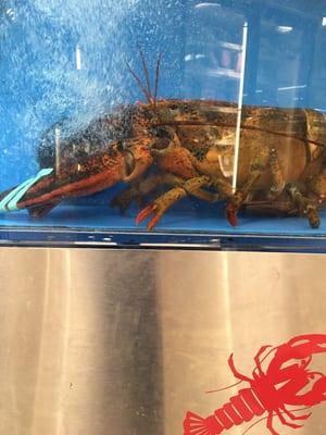 Giant lobsters in the seafood section