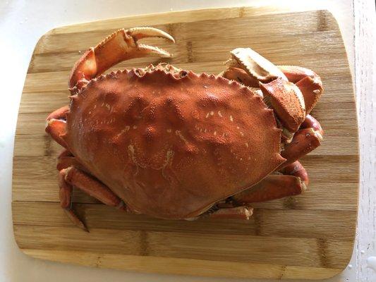 Dungeness Crab