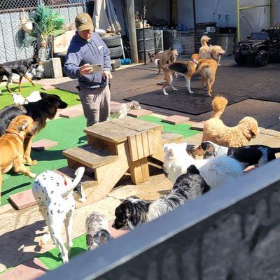 Dog daycare, outdooors