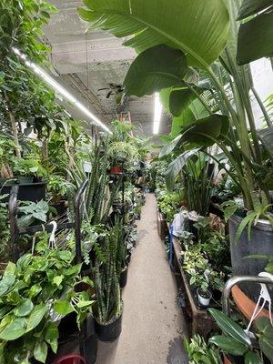 Endless plants to select from in the store.