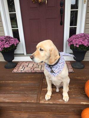 Barney our golden retriever after a full shave.  Awesome.