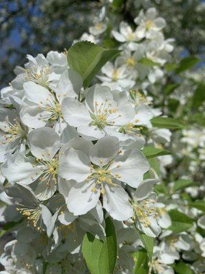 Plum leaf  crabapple