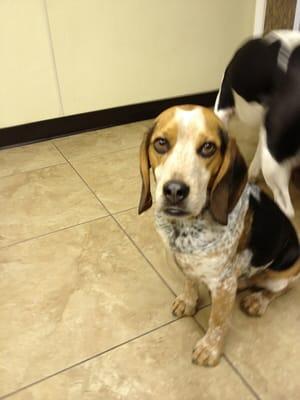 Admiral loves all of his friends at daycare