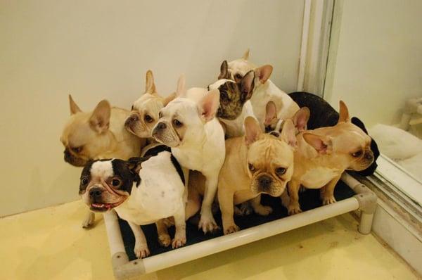 Frenchie Mania