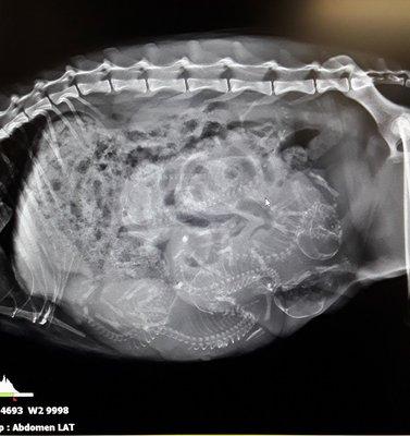 DR Digital Radiograph of Pregnant Dog