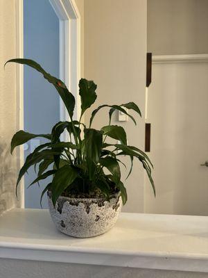 Peace Lilly thriving months later after being re-potted by Mercedes.