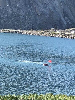 Scuba certification via SLO Ocean Currents at Morro Bay