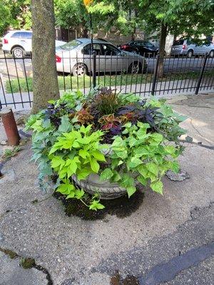 Beautiful Planter Box Design and Management - Colorful, Vibrant, Crownpiece.