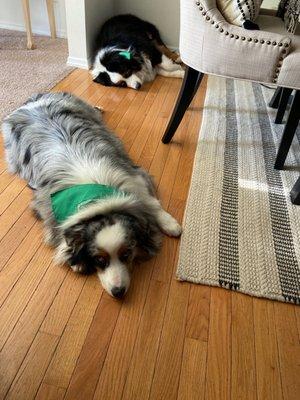 Worn out from all that cleaning! These pretty boys love Shakers!