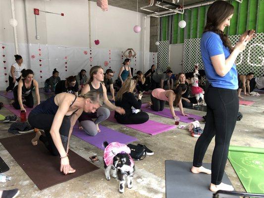 Baby goats in tutus cuddle with you during yoga clasd