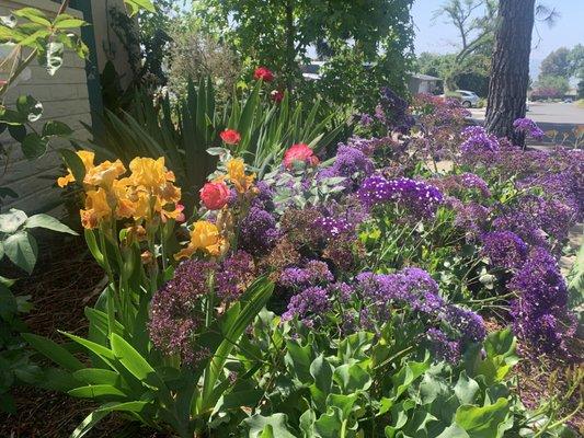 Perennial Flower Garden