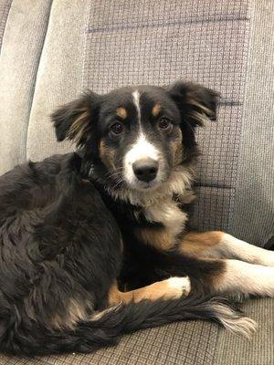 Very sweet little shop dog. An added bonus of going to Truckee Tire!