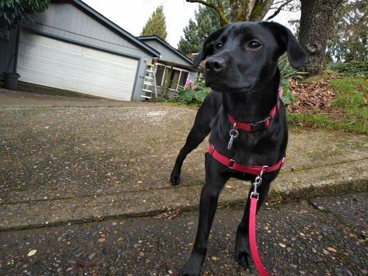 Pete, one of our black lab pups, out exploring his neighborhood :-)