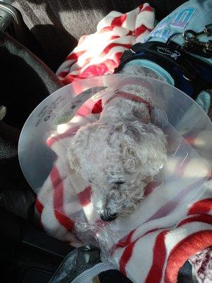 11/14/21 poodle sleeping calmly in car with NO MORE PAIN & No Suffering because of the medical care he received @ Powers Pet Emergency Hosp.