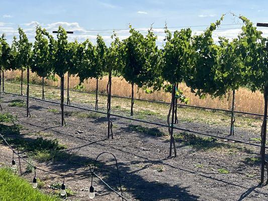 Winery fields