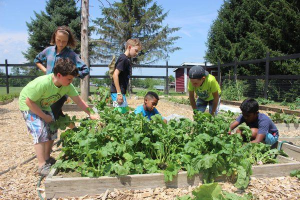 The Farm & Garden Program helps our campers understand where our food comes from.