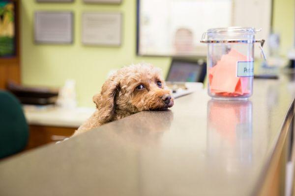 Norman, our client greeter.