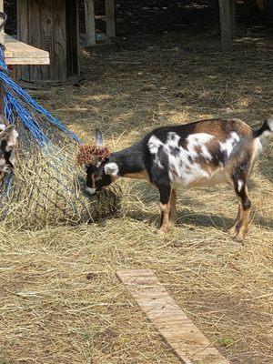 Silly goat, managed to get a pinecone stuck between its horns.