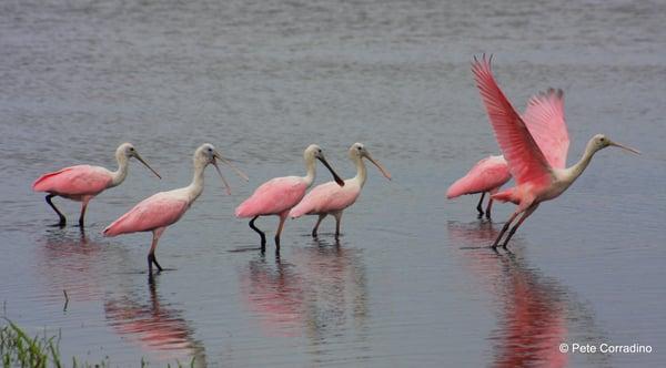 Roseate Spoonbills