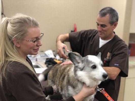 Dr. Peck performing Veterinary Orthopedic Manipulation