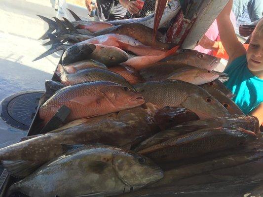 Captain Tom and crew put our anglers on the fish today!